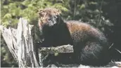  ??  ?? Fishers: Historical­ly ranging further north, these members of the weasel