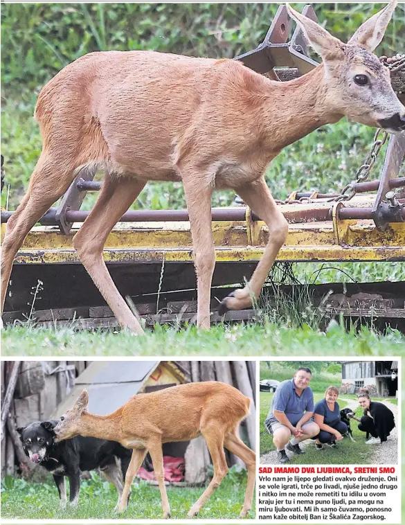  ??  ?? Vrlo nam je lijepo gledati ovakvo druženje. Oni se vole igrati, trče po livadi, njuše jedno drugo i nitko im ne može remetiti tu idilu u ovom kraju jer tu i nema puno ljudi, pa mogu na miru ljubovati. Mi ih samo čuvamo, ponosno nam kaže obitelj Ban iz Škalića Zagorskog.