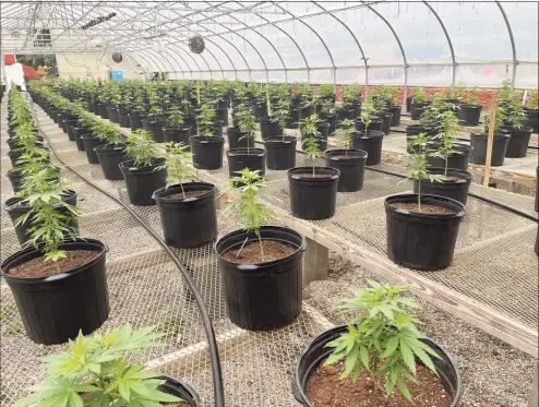  ?? Jordan Fenster / Hearst Connecticu­t Media Group ?? The states’s medical marijuana patients can start growing their own cannabis Oct. 1.