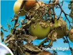  ??  ?? Tomato blight