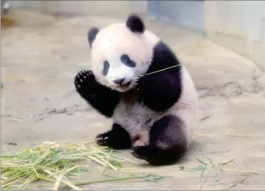  ??  ?? Baby panda Xiang Xiang plays at its enclosure during a press preview at Ueno Zoo in Tokyo on Monday. The baby panda born six months ago in Japan made its debut before the cameras on Friday.