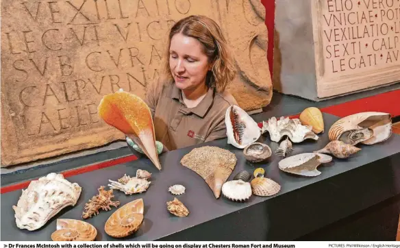  ?? PICTURES: Phil Wilkinson / English Heritage ?? > Dr Frances McIntosh with a collection of shells which will be going on display at Chesters Roman Fort and Museum