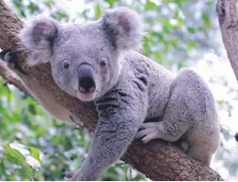  ??  ?? Koala population­s are expected to decline by 50 per cent in the next 20 years, according to the Australian Museum.