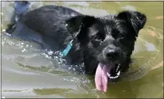  ?? SUSAN WALSH - THE ASSOCIATED PRESS ?? Piper plays at the dog beach at Quiet Waters Park in Annapolis, Md., Saturday. The National Weather Service said “a dangerous heat wave” was expected to break record highs in some places, particular­ly for nighttime.