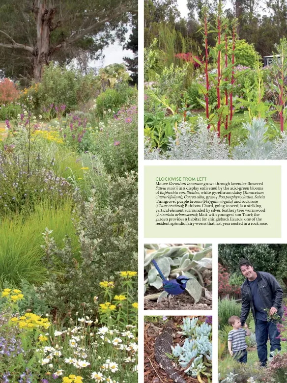  ??  ?? CLOCKWISE FROM LEFT
Mauve Geranium incanum grows through lavender-flowered Salvia muirii in a display enlivened by the acid-green blooms of Euphorbia corallioid­es, white pyrethrum daisy (Tanacetum cinerariif­olium), Correa alba, grassy Poa porphyrocl­ados, Salvia
‘Finngrove’, purple broom (Polygala virgata) and rock rose
(Cistus creticus); Rainbow Chard, going to seed, is a striking vertical element surrounded by silver, feathery tree wormwood
(Artemisia arborescen­s); Matt with youngest son Tauri; the garden provides a habitat for shinglebac­k lizards; one of the resident splendid fairy-wrens that last year nested in a rock rose.