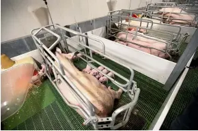  ?? ANDY JACKSON/STUFF ?? Stanley Brothers piggery’s farm manager Leon White says piglet mortality could double if farrowing crates are banned.
