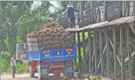  ??  ?? Palm oil companies remain dependent on foreign workers as their main source of labour as locals still shun the opportunit­y to be employed in the palm oil industry.