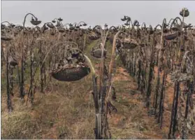  ?? Photos: Paul Botes ?? Grim harvest: Matlhomola Moshoeu died after stealing sunflower seeds on Pieter Karsten’s farm (above). Phillip Schutte and Pieter Doorewaard (above right) are accused of his murder, and their release on bail has angered the teenager’s father, Sakkie...