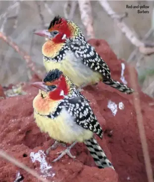  ??  ?? Red-and-yellow Barbets