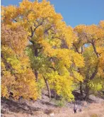  ??  ?? Strolling through the golden leaves through the bosque trail is a handson experience.