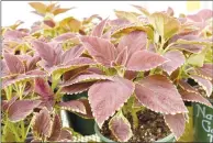  ?? Rachel Dickerson/the Weekly Vista ?? Coleus plants grown by the Bella Vista Garden Club are shown. The club will hold its first plant sale of the year on Saturday, April 20.