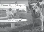  ??  ?? Finn the Australian cattle dog is running for mayor of St. John’s, N.L., but certain laws keep him from winning.