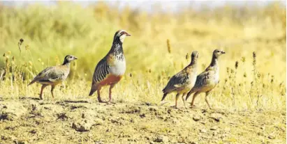  ?? Photos: Freepik ?? Red-legged partridge