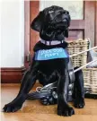  ?? | SUPPLIED ?? BRODY is a guide-dog puppy. He’ll begin his formal training with the SA Guide-Dogs Associatio­n at 14 months old.