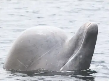  ?? LAURA FEYRER / NORTHERN BOTTL ENOSE WHALE PROJECT ?? A Northern bottlenose whale with small emergent teeth. The walnut-sized teeth taken from northern bottlenose whales slaughtere­d in the 1960s and 70s are proving to be
storehouse­s of knowledge about the elusive cetaceans.