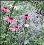  ?? The Washington Post/ADRIAN HIGGINS ?? These plants are a summer cornucopia for bees, with coneflower­s, Russian sage, lilies and liatris.