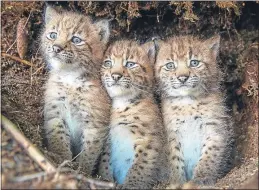  ?? Picture: Laurent Geslin ?? Lynx kittens in Simmental, Switzerlan­d