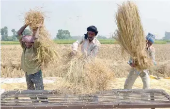  ?? — AFP ?? Labourers thresh rice in a field on the outskirts of Amritsar on Saturday.