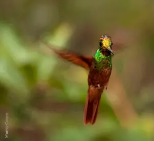  ??  ?? Arriba. El quinde arcoíris ( Coeligena iris) es endémico del sur de Ecuador y el norte de Perú. Derecha. Caracterís­ticas columnas de piedra en el sector conocido como la Virgen, en las inmediacio­nes del parque.