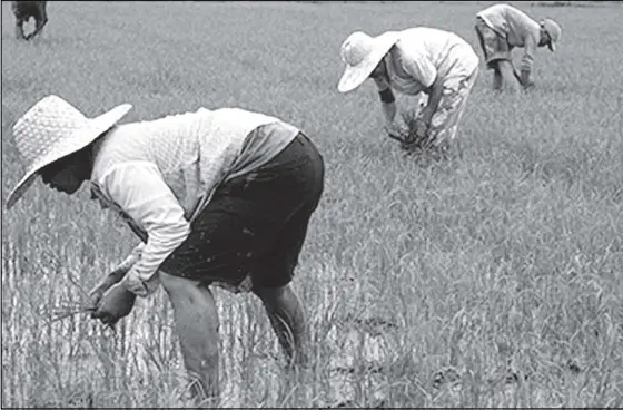  ??  ?? Farm output dropped in the first quarter due to the prolonged effects of El Niño and last year’s typhoons.