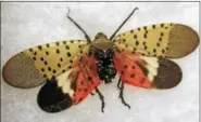  ?? SUBMITTED PHOTO ?? The invasive spotted lantern fly is damaging trees in Chester County.