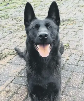  ??  ?? Police dog Raven tracked down a stolen moped.