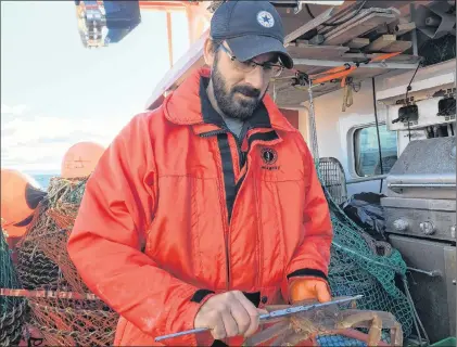  ?? PHOTO BY ASHLEY FITZPATRIC­K/THE TELEGRAM ?? Department of Fisheries and Oceans biologist Darrell Mullowney measures the crab carapace. In addition to this measure — across the crab’s back — the survey records the size of claw and whether crabs are generally younger or older, indicating...