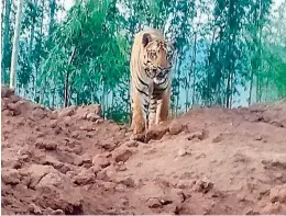  ??  ?? Young male tiger, about three years old, looks down from the side of a mining road in SCCL mines in the former Adilabad district.