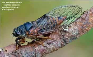  ??  ?? The New Forest cicada – confined to sunny woodland clearings in Hampshire.