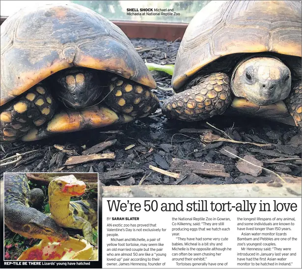  ??  ?? REP-TILE BE THERE Lizards’ young have hatched SHELL SHOCK Michael and Michaela at National Reptile Zoo