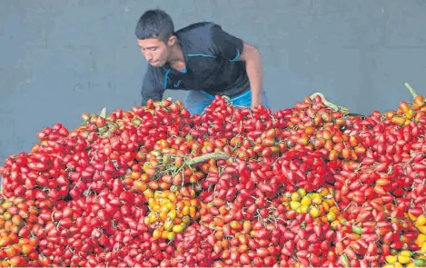  ?? JUAN RUEDA/ARCHIVO ADN. ?? El chontaduro es uno de los frutos que más se ve en las calles cuando hay cosecha y es representa­tivo de la región Pacífico.