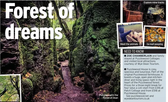  ??  ?? Puzzlewood in the
Forest of Dean
Meet the animals
Explore mine tracks
Go leaf-peeping