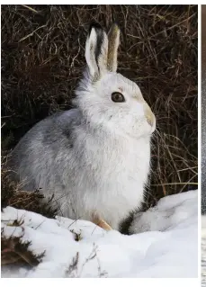  ??  ?? Clockwise from above: mountain hares are widespread in Shetland’s Mainland and can be found on the higher moorland; humpback whale sightings have