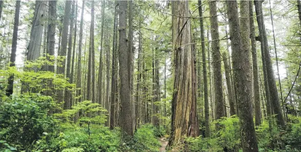  ?? PHOTOS: PAULA WORTHINGTO­N ?? Trees tower along the West Coast Trail, a 75-kilometre route that puts hikers at the mercy of wild West Coast weather.