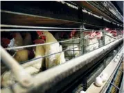  ?? AP FILE PHOTO/CHARLIE NEIBERGAL ?? Chickens stand in their cages at a farm near Stuart, Iowa. China reopened its market to U.S. poultry, ending a fiveyear ban implemente­d after an outbreak of avian influenza in December 2014.