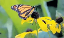  ?? SPECIAL TO THE EXAMINER ?? Many native and wild plants make beautiful additions to your garden and are also an important part of local ecosystems, providing habitat for wildlife and pollinator­s like Monarch Butterflie­s, as seen here at GreenUP Ecology Park. The Ecology Park...