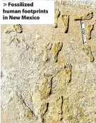  ?? ?? > Fossilized human footprints in New Mexico