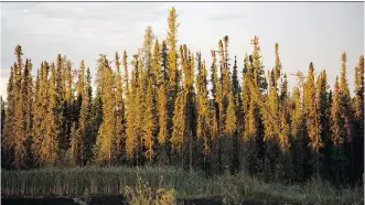  ?? EDMONTON JOURNAL/ FILES ?? A new report says pollutants from the oilsands may be beneficial to nearby forests.