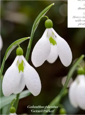  ??  ?? Galanthus plicatus c‘gouentrray­lrivdinpg.acormk/uekr’