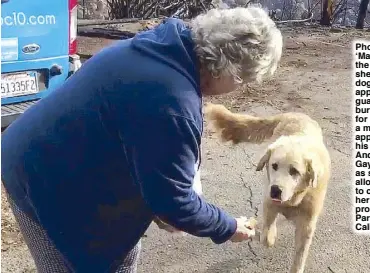  ??  ?? Photo shows ‘Madison,’ the Anatolian shepherd dog that apparently guarded his burned home for nearly a month, approachin­g his owner, Andrea Gaylord, as she was allowed back to check on her burned property in Paradise, California.