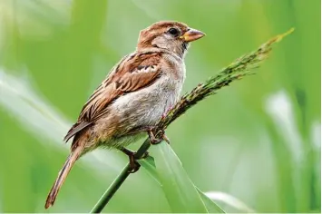  ?? Foto: Nicolas Armer, dpa ?? Es gibt immer weniger Insekten und dadurch immer weniger Vögel, weil ihnen mit den Insekten die Nahrung fehlt. Der Ornitho loge Peter Berthold warnt vor massiven Auswirkung­en auf die Menschheit.