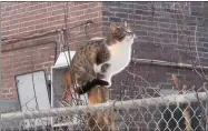  ?? CP PHOTO MORGAN LOWRIE ?? A feral cat is shown in Montreal in this image from video. A volunteer-run group is aiming to trap, sterilize, and rehome some of Montreal’s hundreds of thousands of stray and feral cats, who often suffer slow and painful deaths on the streets.