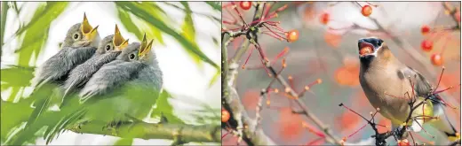  ??  ?? ABOVE: A clutch of blue-gray gnat catchers await a meal of insects. RIGHT: The type of trees and shrubs you choose can make a big difference to birds. Shown is a cedar waxwing eating a chokeberry. [JANE GAMBLE PHOTOS]