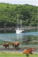  ??  ?? Ardinamir: the cattle have seen it all before, but the day is hot and the sea is cool