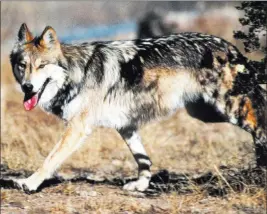  ?? Jimclark ?? U.S. Fish and Wildlife Service file A Mexican gray wolf leaves cover at the Sevilleta National Wildlife Refuge in Socorro County, N.M. A recovery plan has been adopted for the animal.