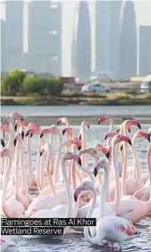  ??  ?? Flamingoes at Ras Al Khor Wetland Reserve.