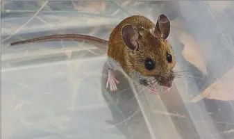  ?? (Courtesy Photo/Amanda Bancroft) ?? Mama Field Mouse setting up housekeepi­ng in the lawn mower is so cute it’s worth the nuisance, says columnist Amanda Bancroft.