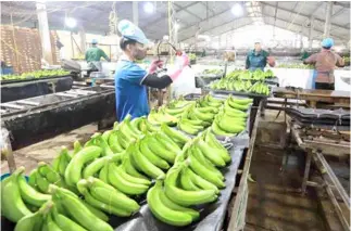  ?? VNA/VNS Photo Vũ Sinh ?? Pre-processing bananas at a production facility in Long An Province. SMES can borrow loans at preferenti­al interest rates of 1.2-4.4 per cent per year from Việt Nam’s Small- and Medium-sized Enterprise Developmen­t Fund.