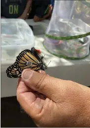 ??  ?? Ron Richael has become an expert at tagging butterflie­s for the past 20years. Several butterflie­s from the Pottstown and Boyertown area, have been identified in Mexico.