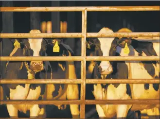  ?? AP photo ?? Dairy cows stand together at a farm, on April 1 in Clinton, Maine. Federal health and agricultur­e officials pledged new spending and other efforts Friday, May 10, 2024, to help track and contain an outbreak of bird flu in the nation’s dairy cows that has spread to more than 40 herds in nine states.